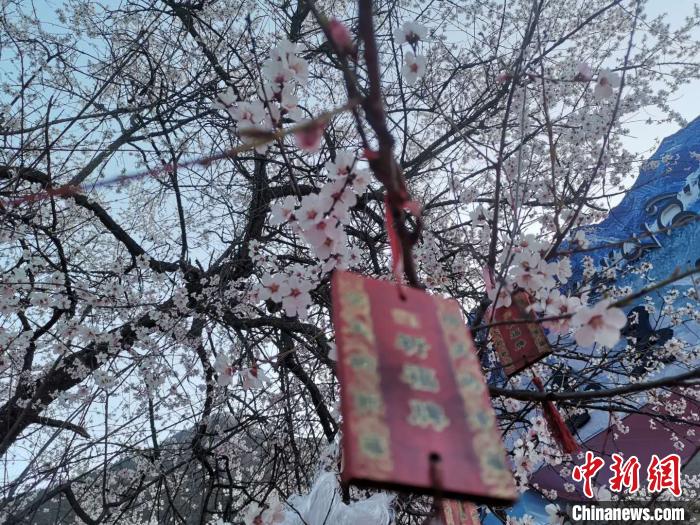 西藏林芝第十八届桃花旅游文化节恢复举行