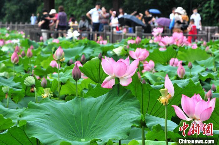 古代人的消暑妙招：戴帽子遮阳 夏日举办“避暑会”