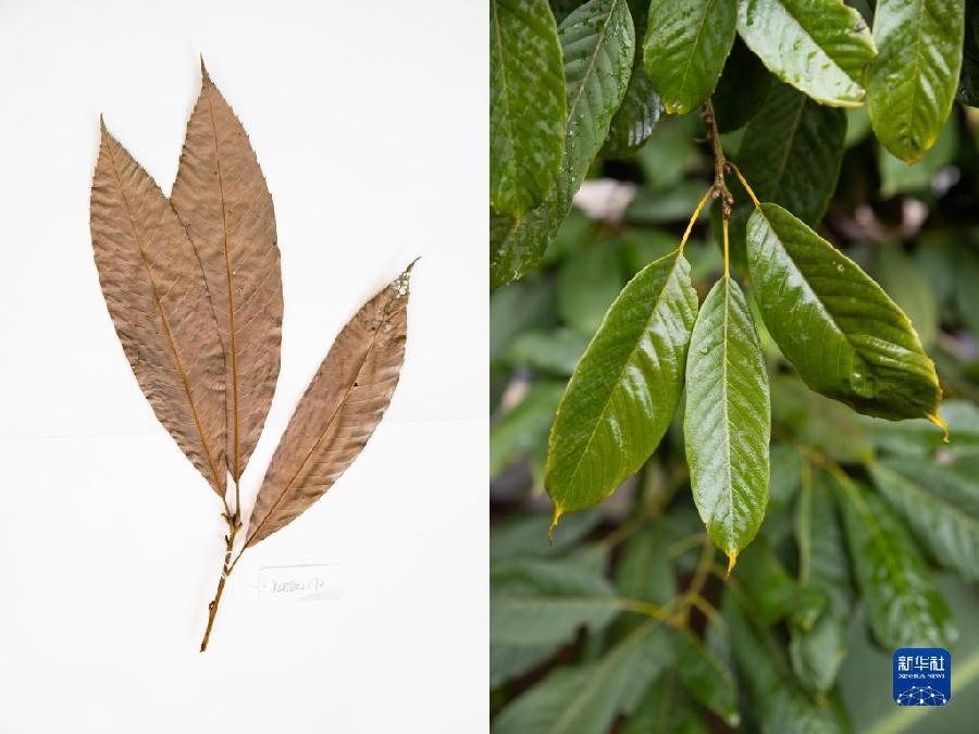 珍稀濒危植物“活起来”
